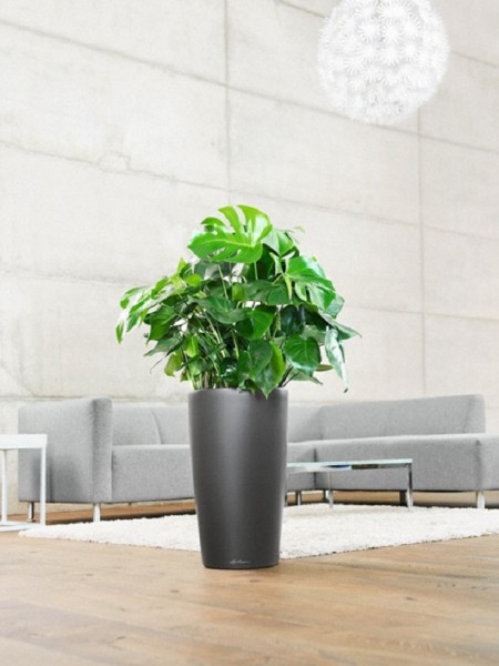 addi_rondo_32_anth_philodendron_large