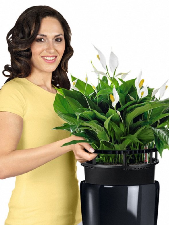 addi_rondo_sw_spathiphyllum_liner_large