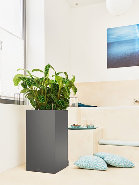 A_CAS40_Premium_anth_Calathea_2017