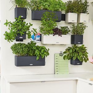 Cube Color 14 žaliosios augalų sienos rinkinys