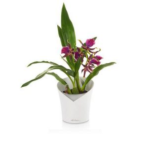 Išmanusis vazonas Orchidea