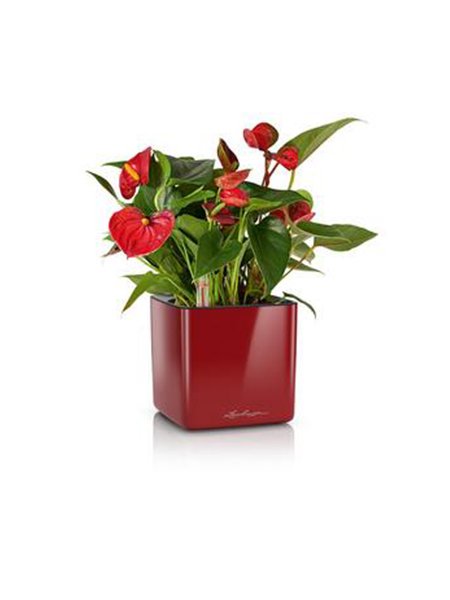 Išmanusis vazonas Cube Glossy 32 Išmanusis vazonas Cube Glossy